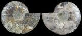 Cut & Polished Ammonite Fossil - Agatized #49910-1